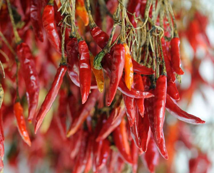 the piri piri hot pepper makes a delicious sauce