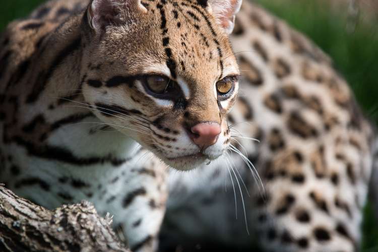 ocelot at the pittsburgh zoo