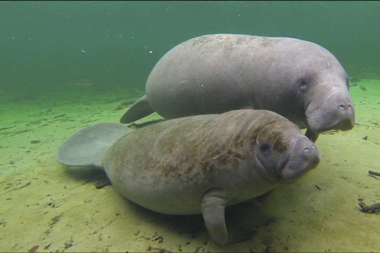 two manatees swim near the sandy bottom of the sea