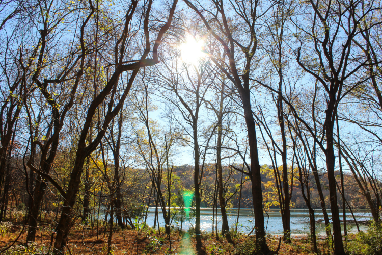 sun shining through the trees in radnor state park in nashville