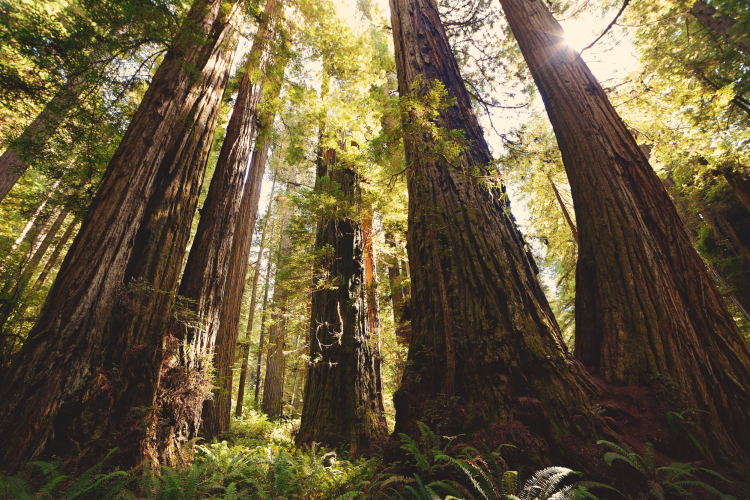 the iconic redwood trees in california