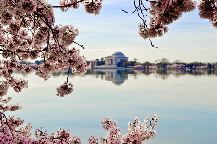 the tidal basin has beautiful views for a fun thing to do in d.c.