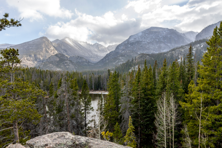 view of pine trees and mountains from rocky mountain national park