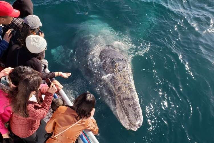 whale watching is a unique team building activity in san diego