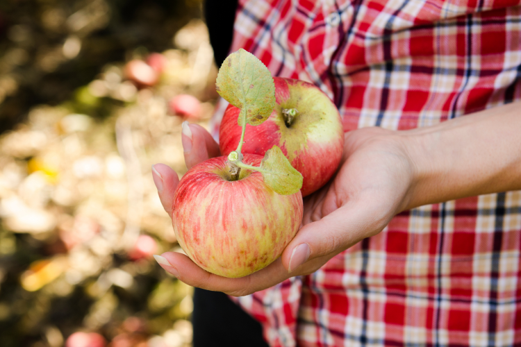 visit the sauvie island farms for a fun date idea in portland