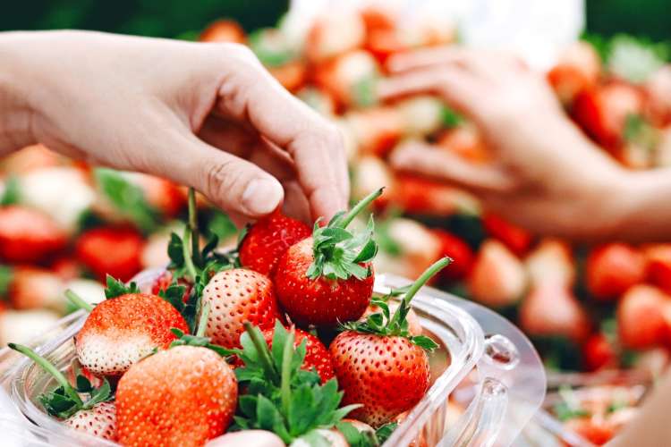 strawberry picking 