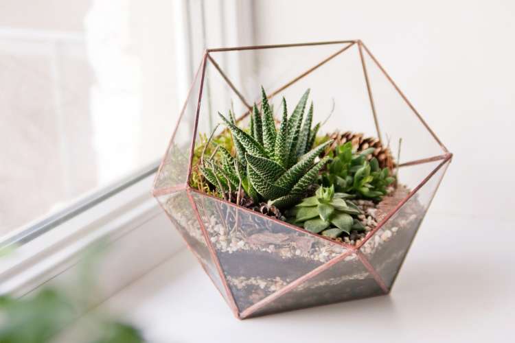 succulents in a glass terrarium