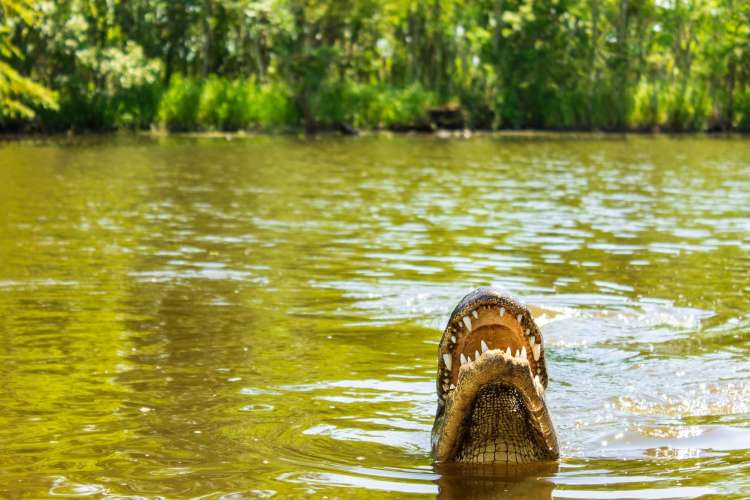 tour the swamps for a fun thing to do in new orleans