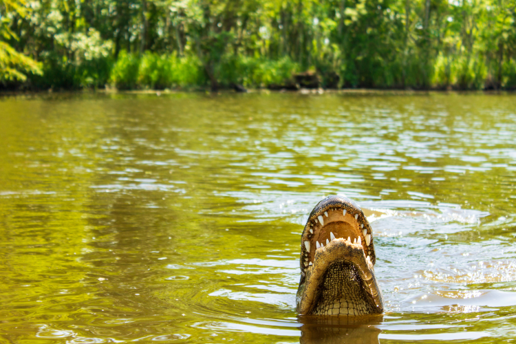 alligator peeking through the water in a new orleans swamp