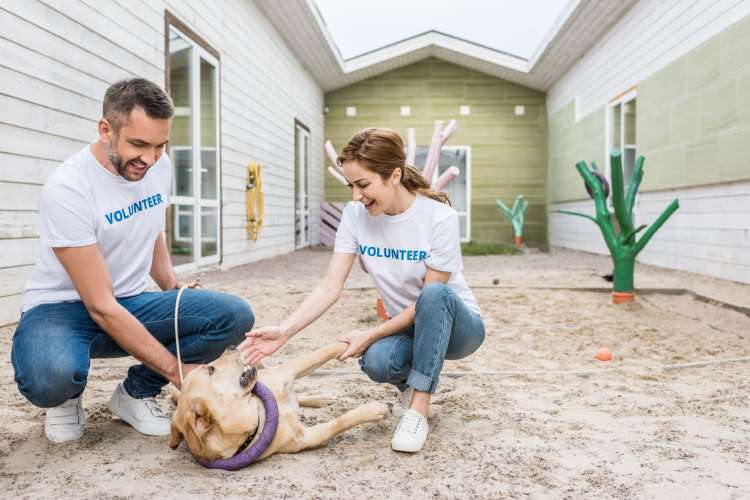 a man and woman in volunteer shirts playing with a yellow dog