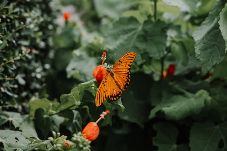 visit a butterfly garden for a fun date idea in dallas