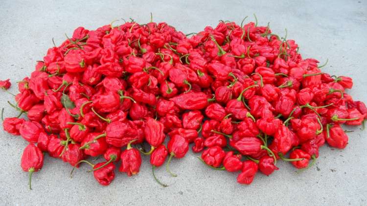 trinidad moruga scorpion peppers