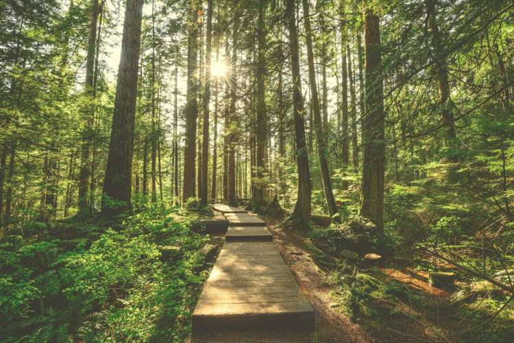 sun shining through trees in wooded Lynn Canyon park