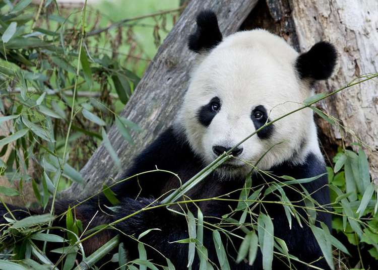 visit the animals at smithsonian's national zoo in d.c.