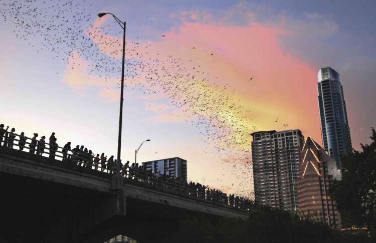 bats flying out from the congress avenue bridge against a night sky 