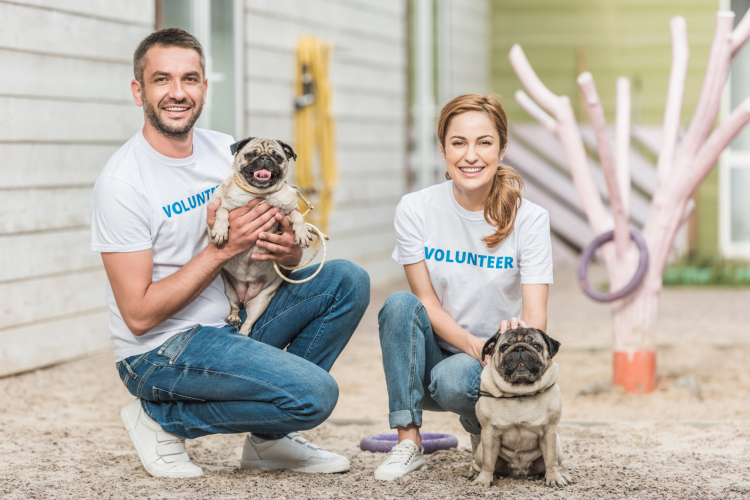 volunteering at an animal shelter is a fun team building activity