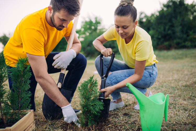 couple volunteering together planting trees