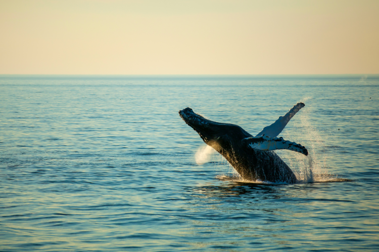 go whale watching for a fun thing to do in orange county