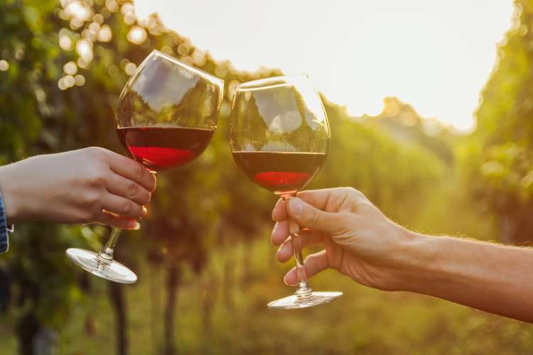 couple toasting wine glasses at a vineyard