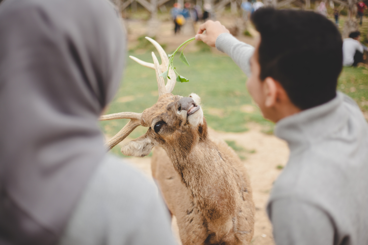 couple feeding a deer at the zoo