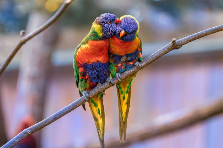 two colorful parrots at the zoo