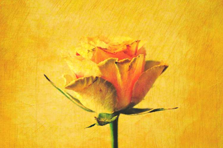 yellow rose painting on yellow canvas