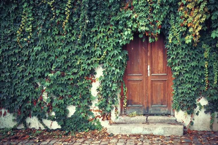 old wooden door surrounded by green ivy