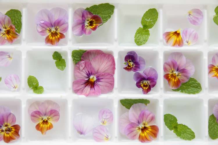 pretty purple floral ice cubes in tray