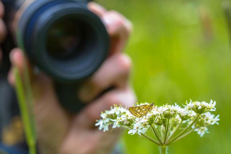 Flower Photography 101 Best Tips for 2024 Classpop!