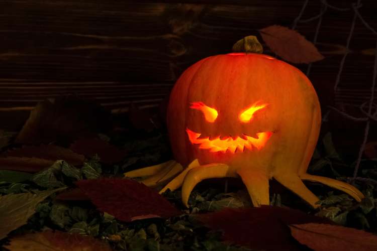 Spider Jack O Lantern Pattern 8 Free And Fabulous Halloween Pumpkin