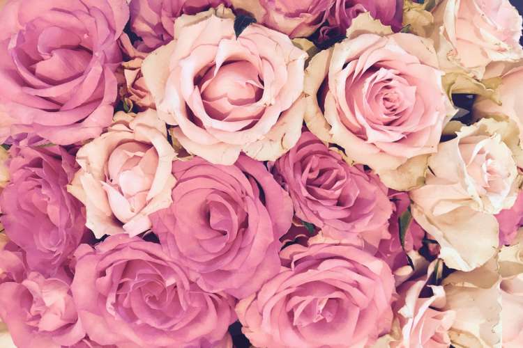 Pink roses are used for spring wedding color decorations.
