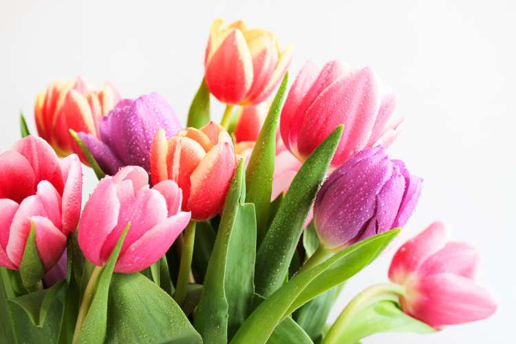 For spring wedding color ideas decorate with Tulips.