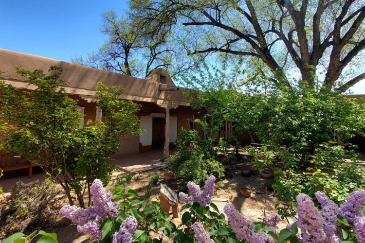 A small old-fashioned house surrounded by greenery and purple plants