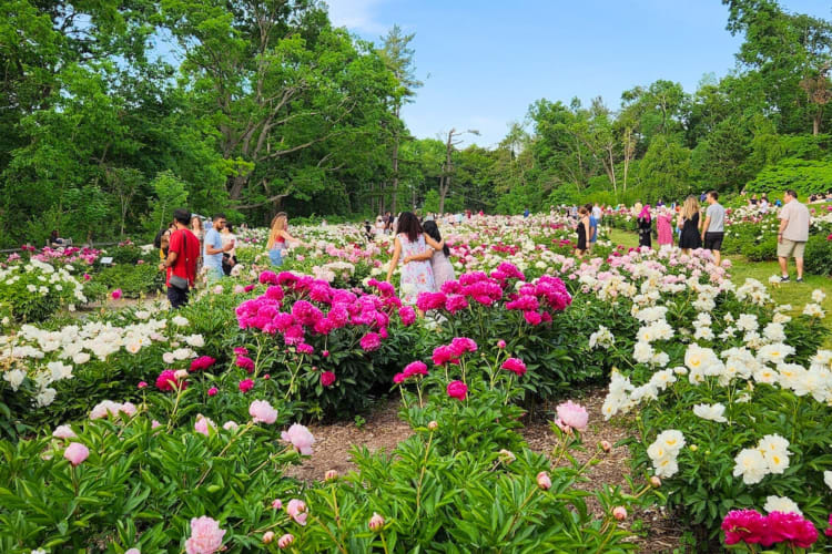 A botanical garden with greenery and pink flowers