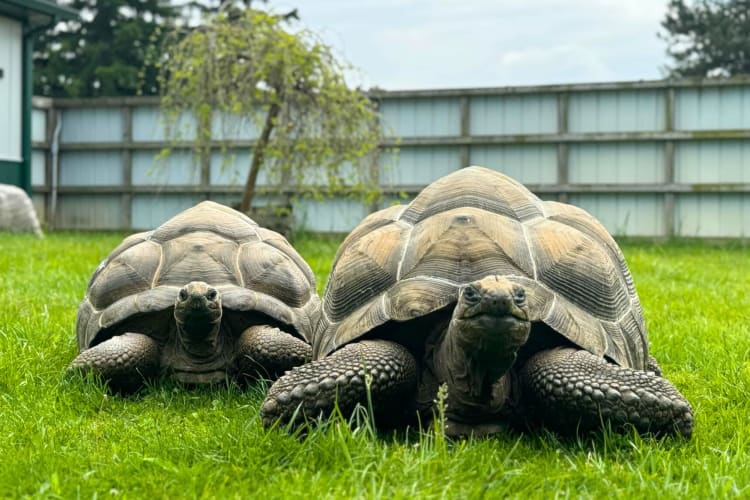 Two tortoises on the grass