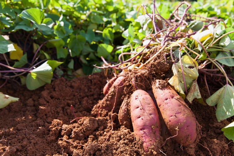 Are Sweet Potatoes Healthy for You?