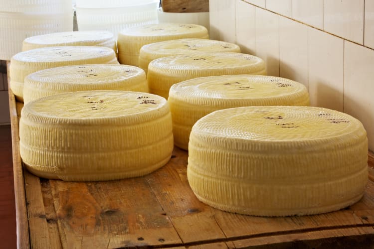 Asiago cheese wheels on a counter