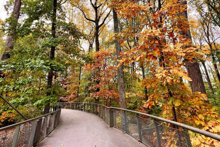 One of the outdoor experience gifts in Atlanta is visiting Atlanta Botanical Garden