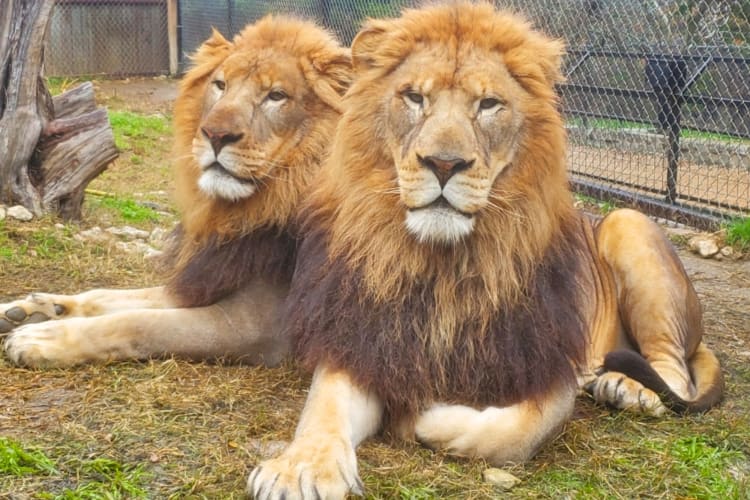 Two lions sitting on the grass in a zoo enclosure