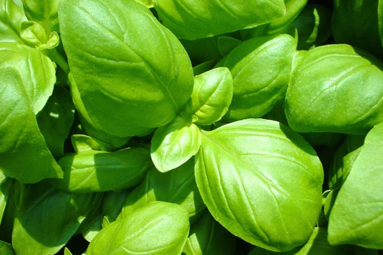 Imporant for any list if spices based around Italian cooking, Basil is used for both its leaves and stem. 