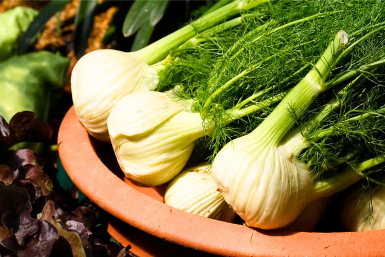 Fennel is on many lists of spices because the whole plant can be used, including the white bulbs, the seeds and the long green leaves and stem. 