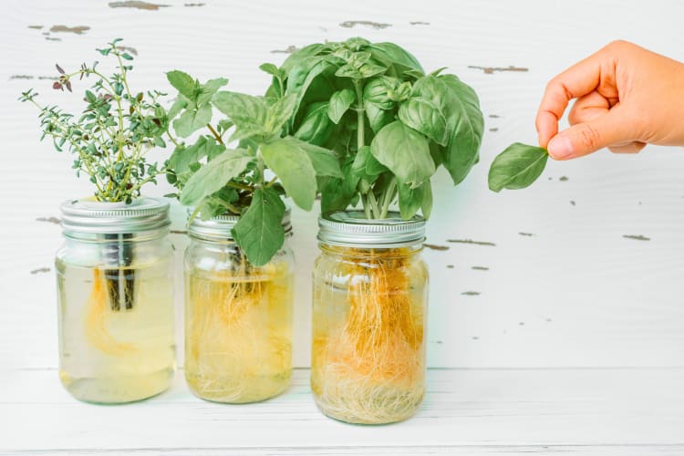 The fresh herbs on this list of spices can be stored in water to make them regrow like this. 