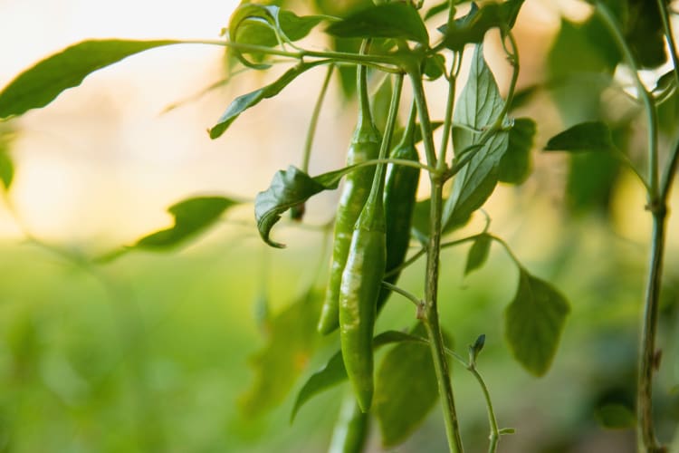 A green Jalapeño pepper growing on a Jalapeño plant. 