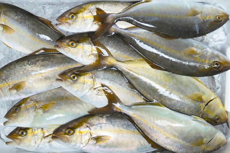 Frozen Kampachi fish. 