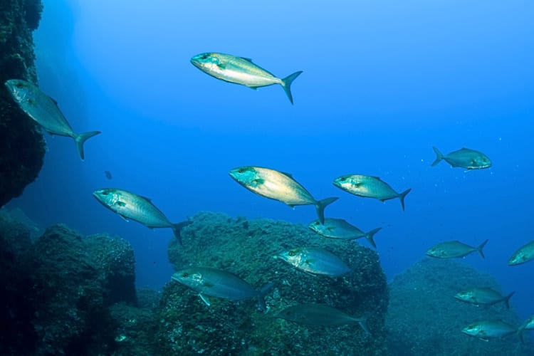 Kampachi in the sea. 