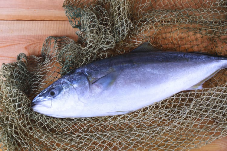 Kampachi fish. 