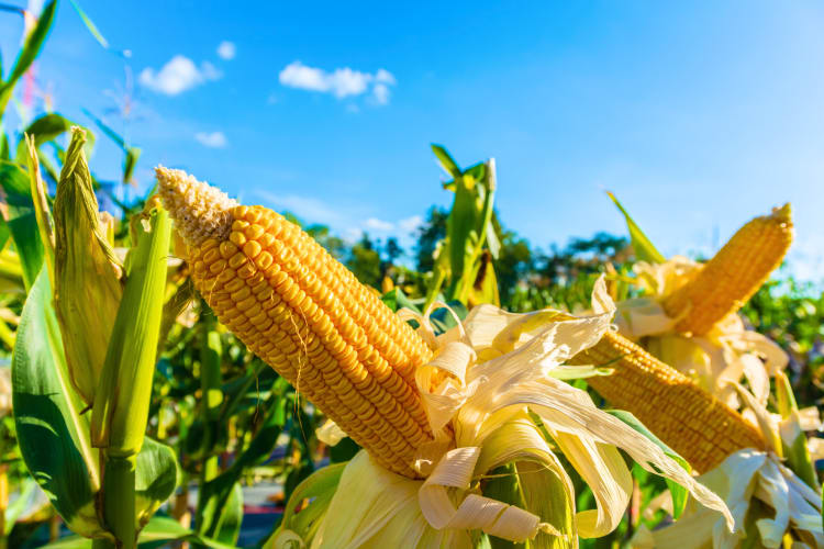 Fresh corn on the cob growing in a field can be frozen.