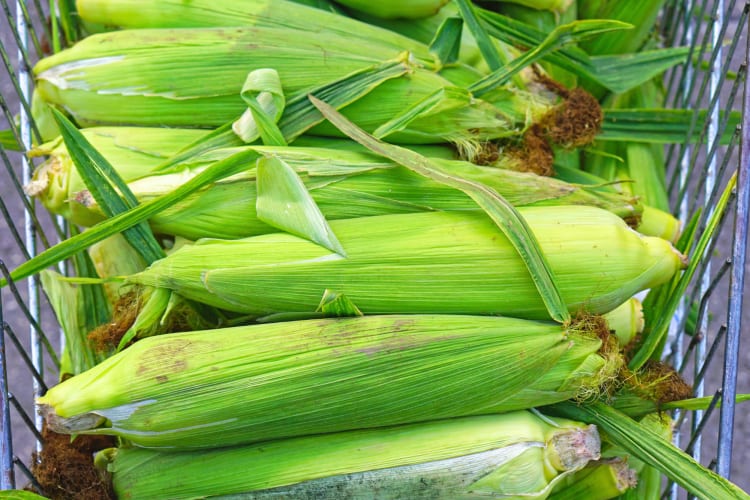 Corn in husks can be frozen.