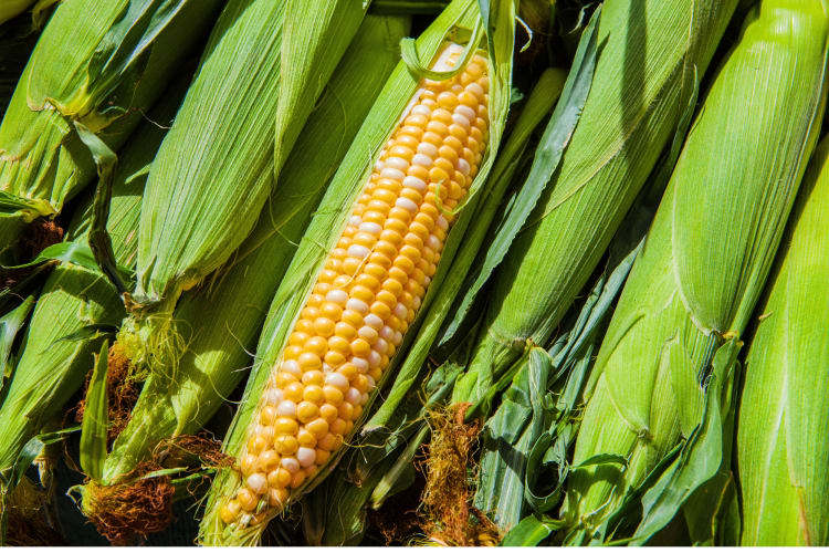 You can freeze fresh corn on the cob like this one here. 