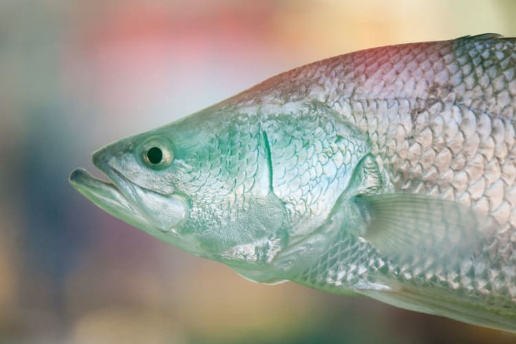 A close up depicting the barramundi's gray scale pattern.